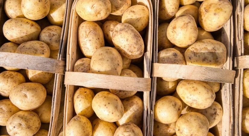 Mázsaszámra megy a szemétbe a krumpli?