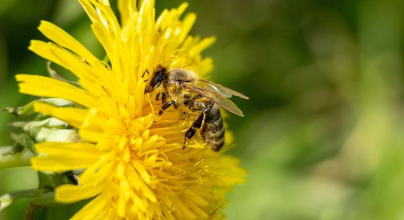 Igazi tavaszi időjárás várható