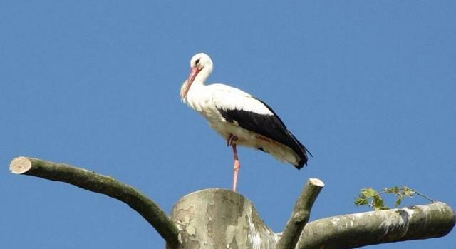 Több lett a gólya Baranyában