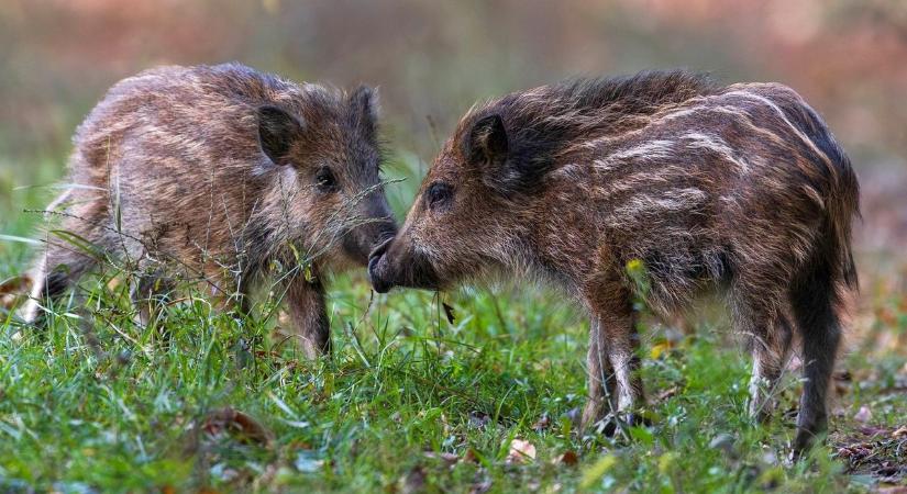 Mindenki felfigyelt a Tatabányán ólálkodó vaddisznókra - ezt mondják az erdészek Videó