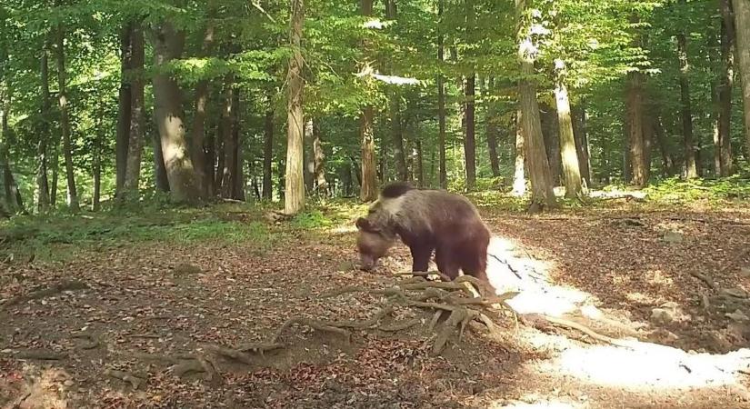 Megszólalt a medvéről az Egererdő vezérigazgatója: ez lesz a forgatókönyv, ha felbukkan Hevesben – videóval
