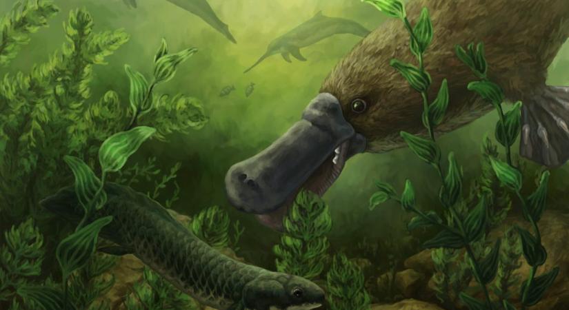 Új részletek derültek ki a kacsacsőrűek rejtélyes eredetéről