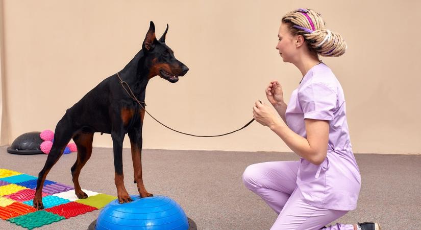 Megúszta az eb a műtétet, mert rendbe rakták az ízületeit: így működik a kutya fizioterápia