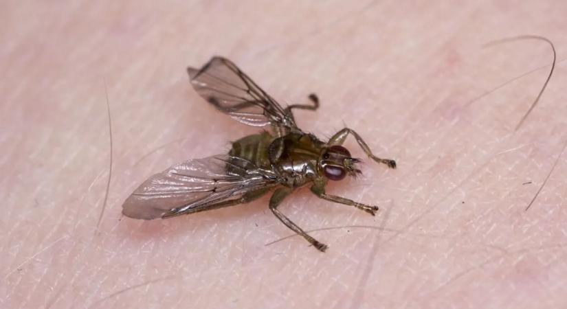 Vigyázz, ha ilyen rovar száll rád - Így néz ki a repkedő kullancslégy