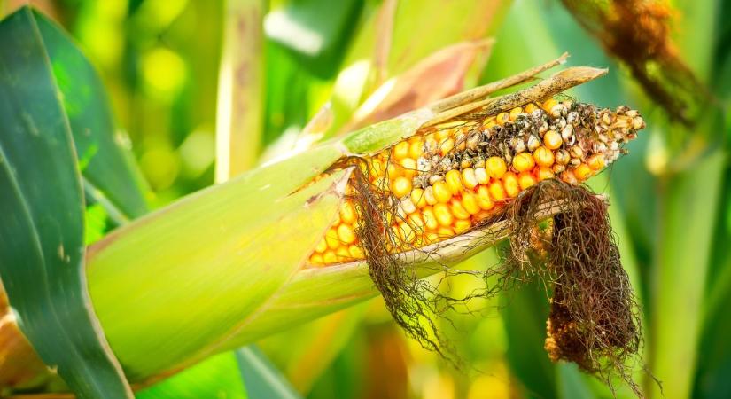 Elindultak felfelé a gabonaárak, de erre a magyar gazdáknak szükségük is van – nagyot nőtt a termelési költség