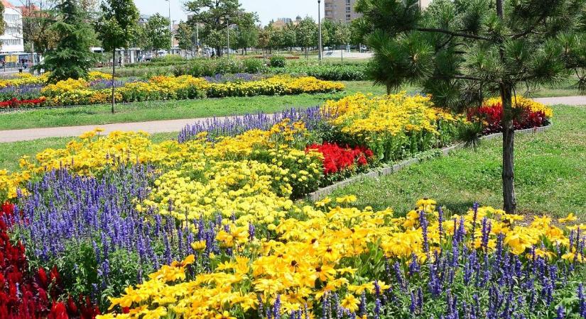 Színpompás kertet szeretnél? A nyár legszebb és legkönnyebben gondozható virágaival biztos a siker