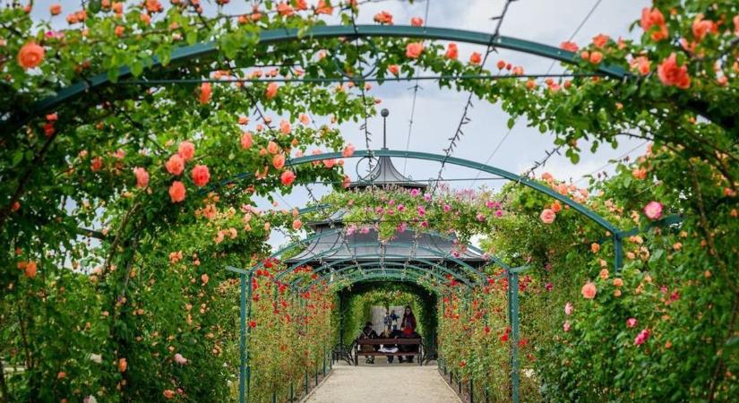 Közönségszavazással keresik az Év Rózsáját Fertődön