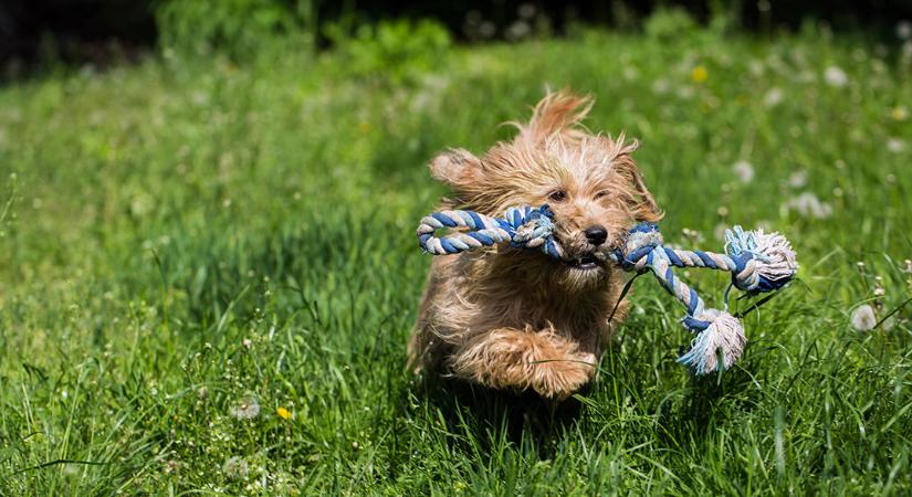 Ekkor lesz a kötelező eboltás