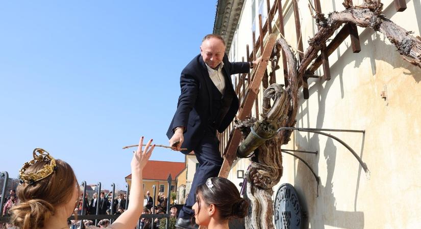 Szenzáció: ezért ajándékozzák el a híres maribori szőlőmatuzsálem hajtásait