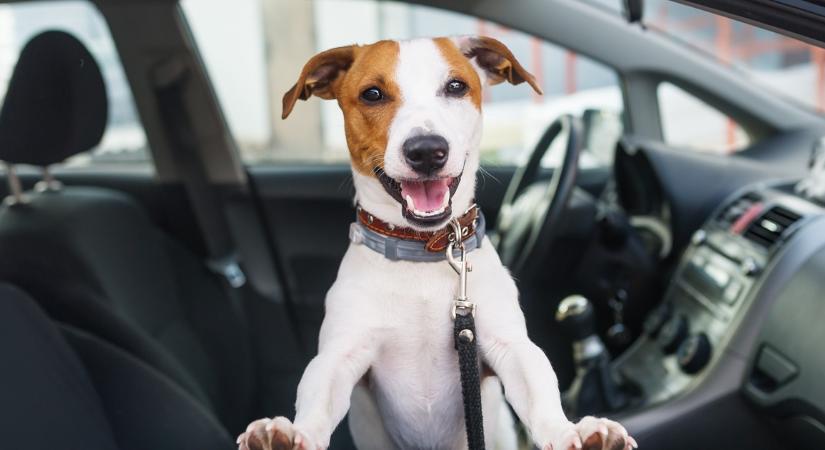 Szigorít az EU: Ezt mostantól minden kutyásnak és cicásnak tudnia kell utazás előtt