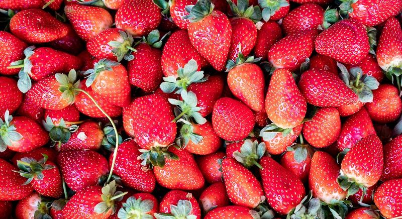 Átlagos szamócatermés várható idén