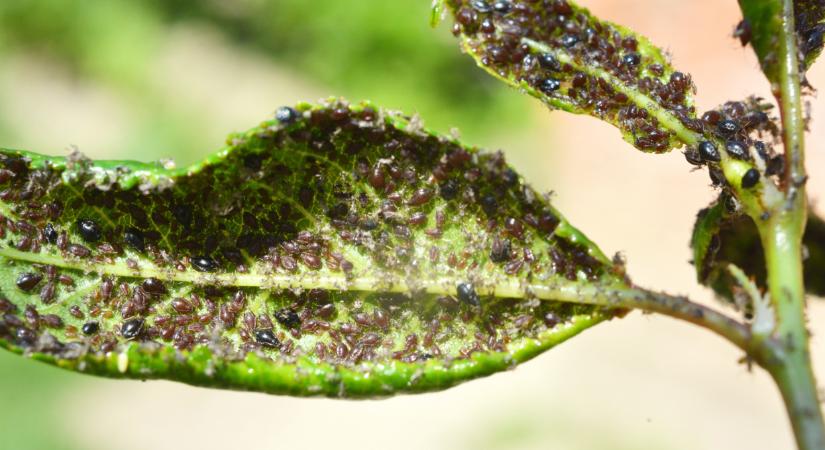 Ennyire könnyű a levéltetvek ellen védekezni: ez a trükk tuti működik