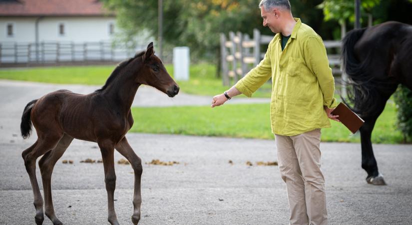 Leépítés jöhet Lázár János-féle Mezőhegyesi Ménesbirtokon is
