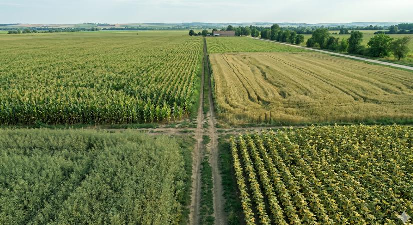 Drasztikusan átrendeződött a vetésszerkezet: mutatjuk a magyar gazdák kedvencét