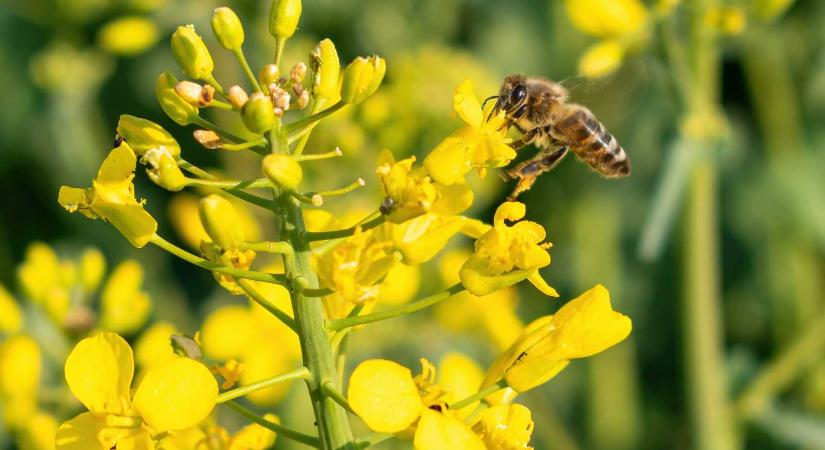 Kedvező telelés, biztató a repce – Optimisták a méhészek