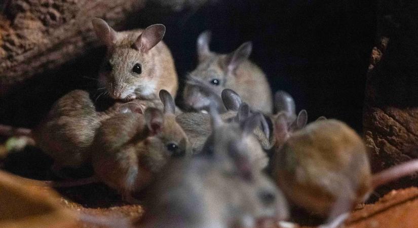 Horror: pusztító egérinváziót videóztak le, ilyet még nem látott