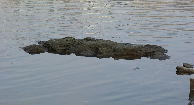 Súlyos aszály közeledhet, már a Duna vízszintje is vészesen alacsony