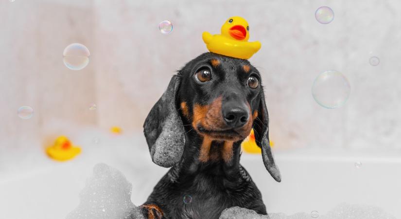 Meg fogsz lepődni: valójában ilyen gyakran kell fürdetned a kutyádat