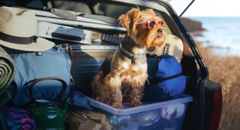 Brüsszel bekeményít: korlátozza az Unió a háziállatok szállítását