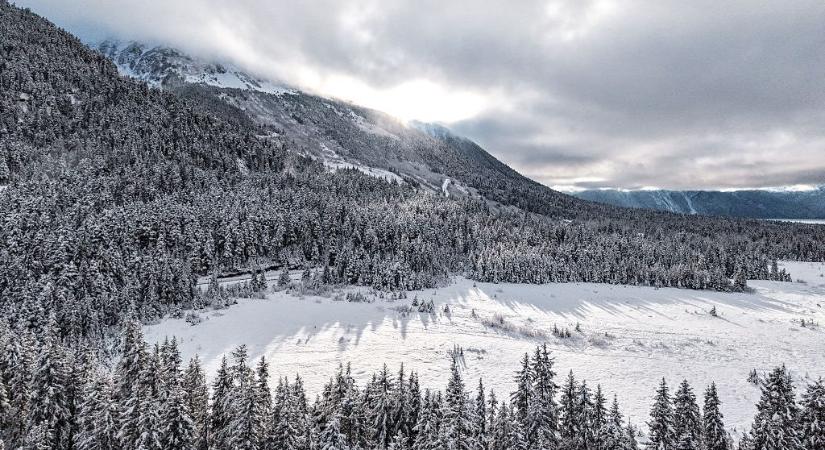 Trump döntése veszélybe sodorná a védett erdőket