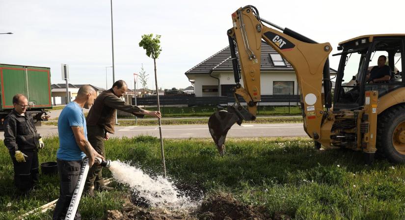 Nyolcadikosok is fásítják Győrújbarátot - fotók, videó
