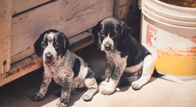 EU-s rendelet a kutyák és macskák védelméről