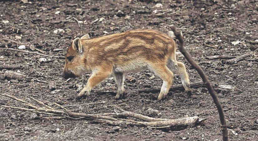 Belakmározott a konda: bensőséges, ritka pillanatot örökített meg a vadfotós a Zselicben