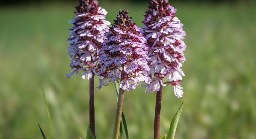 A természet bíbor ékszere: a bíboros kosbor