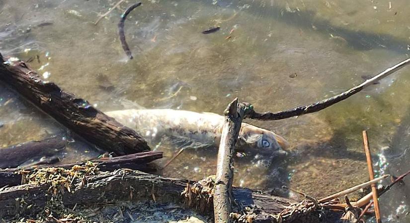 Elpusztult néhány busa és ponty, de nincs tömeges halpusztulás