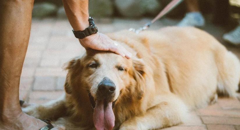 Az EP új szabályokat fogadott el a kutyák és macskák védelme érdekében