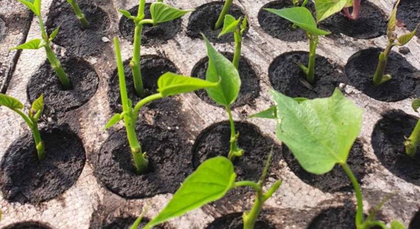 Az édesburgonya (batáta) palántanevelése