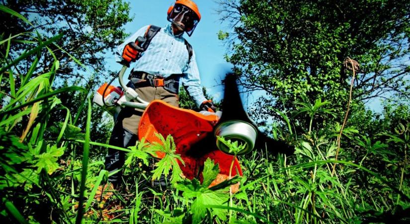 Végtelen tápanyagforrást biztosít kerted számára ez a szuper növény