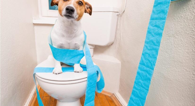 Kriptó helyett papírpénz? Kanada kitiltaná a digitális valutákat a kampányokból