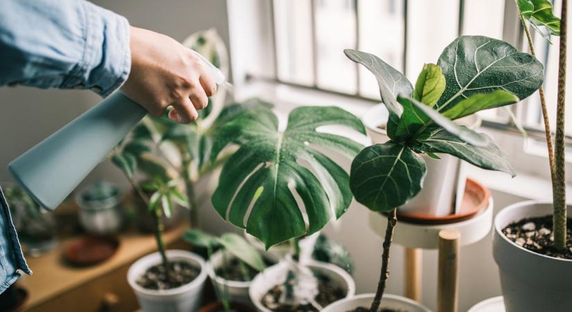 Tedd ezt a növényt a nappaliba és a levegő magától megtisztul: még a szagokat is eltünteti