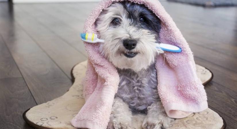 A legtöbb gazdi ezt elrontja: kell a kutyának fogat mosni, vagy sem?