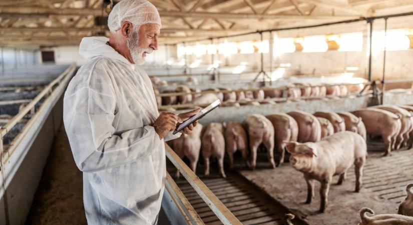 Gőzerővel terjed a súlyos kór: itt már a sertéstelepeket is letarolta a vírus