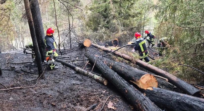 Fa dőlt egy nagyfeszültségű vezetékre Borszéken: több ezer fogyasztó maradt áram nélkül
