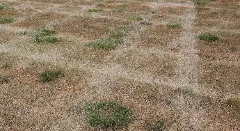 Ezért sárgul meg a füved akkor is, ha minden este locsolod: a kertészem végre elárulta a titkot