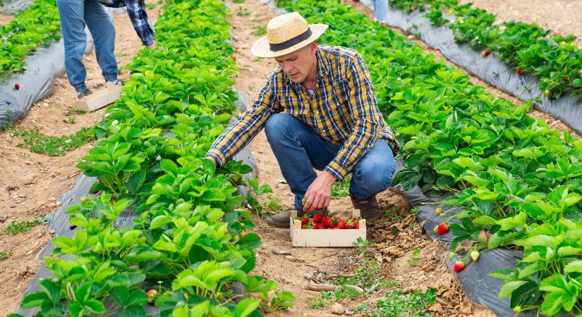 Készülődik a földi eper, ilyenek lesznek a Szedd magad! árak