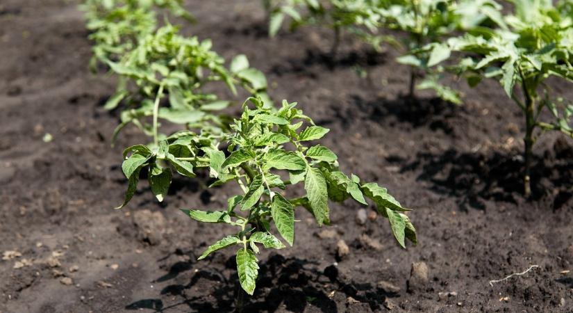 Hová ültesd a paradicsomot, hogy roskadásig tele legyenek nyáron a bokraid?