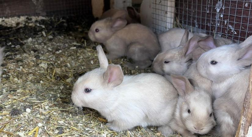 Mokka, Muskotály és a tizenkét apróság – így pezseg az élet a szolnoki minigazdaságban