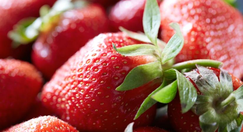 NAK: átlagos szamócatermés várható idén