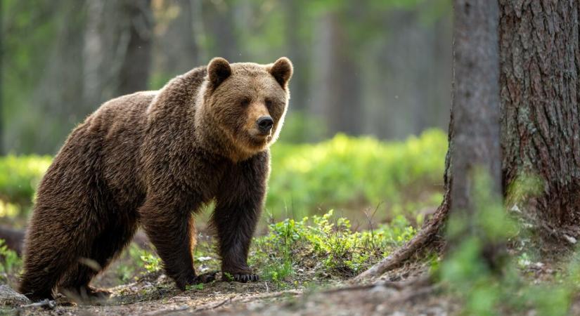 Azonnali figyelmeztetést adtak ki Heves megyében – látták a medvét