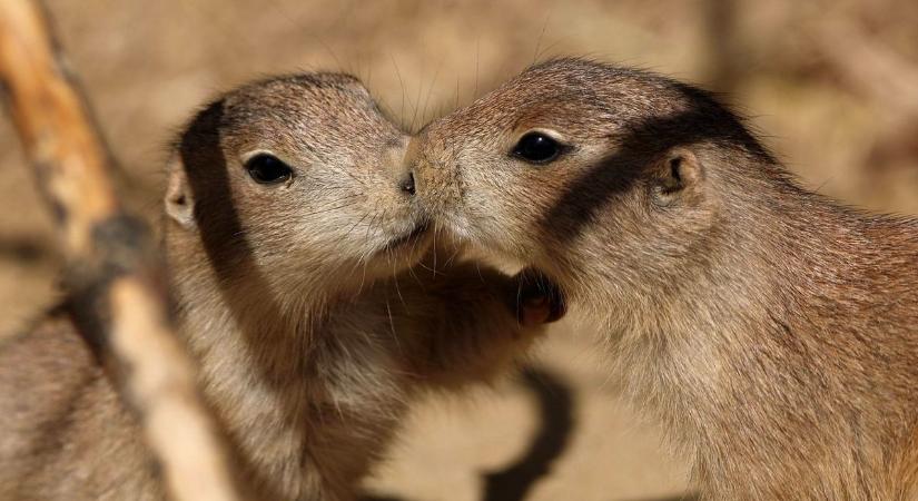 Ennivaló kis állatbébik születtek a pécsi állatkertben