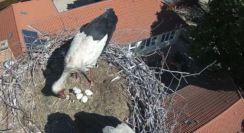 Rekordidő alatt érkezett a trónörökös: kikelt az első fióka az abonyi „csodafészekben” – élőben nézheti a csodát