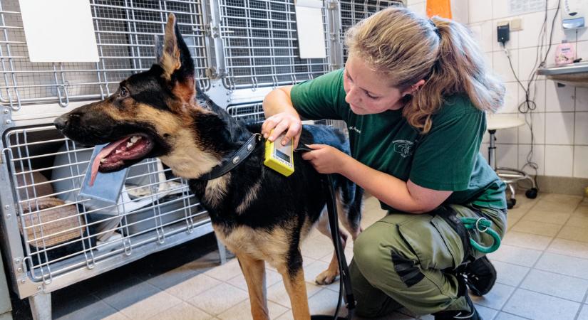 Fontos jogszabályt fogadott el az Európai Parlament, jobb helyzetbe kerülnek a kutyák és a macskák