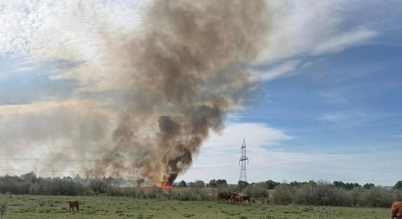 Több hektáron égett a nádas, megfeszített munkával sikerült eloltani