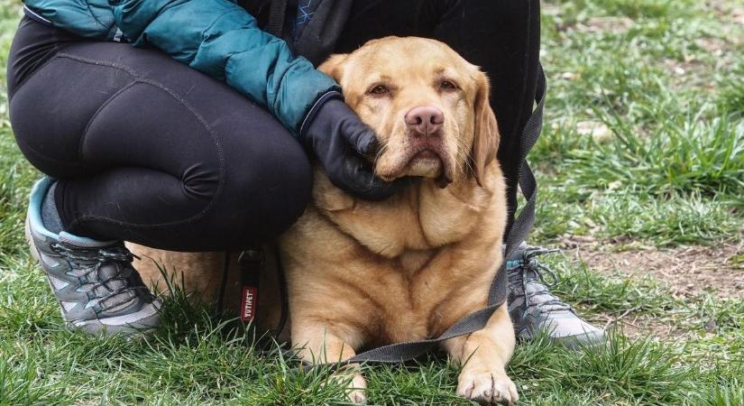 Ha ezek a tünetek jelentkeznek a kutyádnál, azonnal cselekedni kell, hogy életben maradhasson