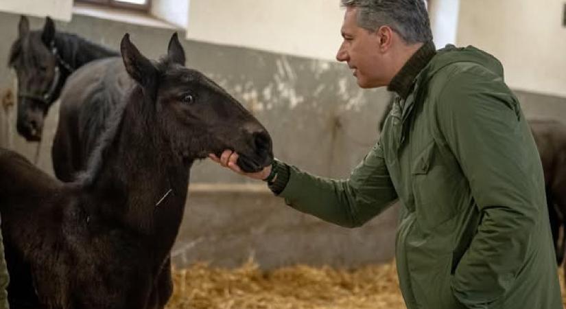 Leépítések jöhetnek a Lázár János-féle Mezőhegyesi Ménesbirtokon