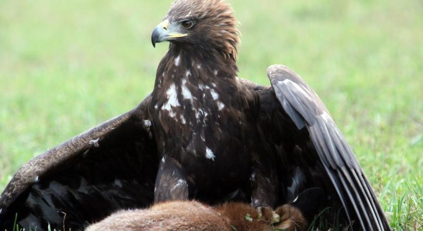 Engedély nélkül tartott madarakkal vadásztak a fiókatolvajok – Kismacskákat ölettek a ragadozóikkal, videóra vették a haláltusákat